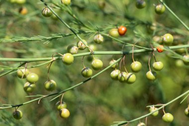 Yazın, kuşkonmaz sapı meyveler olgunlaşır (kuşkonmaz officinalis)