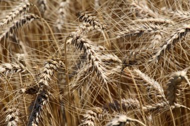 Tarlada olgunlaşmış buğday kulakları