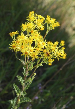 The poisonous plant Jacobaea vulgaris grows in the wild clipart