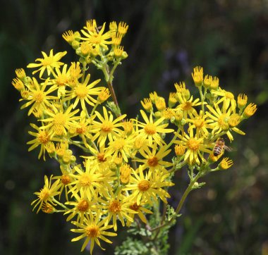 Zehirli bitki Jacobaea vulgaris vahşi doğada yetişir.
