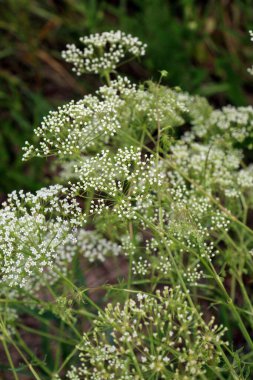 Bahar doğada Falcaria vulgaris büyüyor