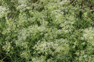 Bahar doğada Falcaria vulgaris büyüyor