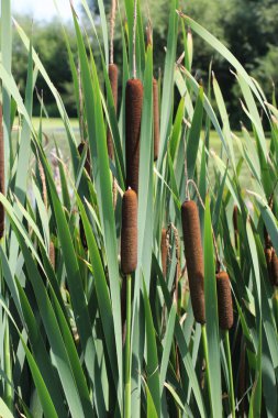 Geniş yapraklı acele (Typha latifolia) bir rezervuarın kıyısında doğada yetişir.