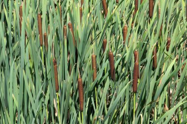 Broad-leaved rush (Typha latifolia) grows in the wild on the shore of a reservoir clipart