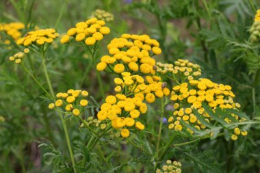 Yazın, tansy ordinary (Tanasetum vulgare) wil 'de çiçek açar