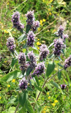 Stachys Germanica yabani otlar arasında yetişir.