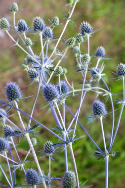 Yazın, eryngium planum vahşi doğada yetişir.