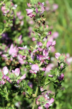 Vahşi doğada, Ononis arvensis çayırda çiçek açar.