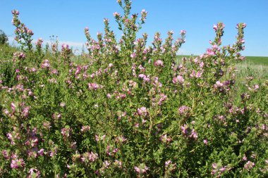 Vahşi doğada, Ononis arvensis çayırda çiçek açar.