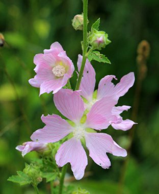 Malva thuringiaca (Lavatera thuringiaca) vahşi doğada çiçek açar