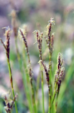 Carex digitata grows wild in the fores clipart