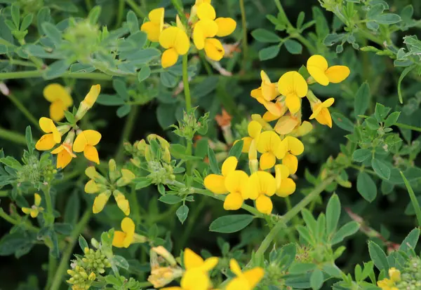 Lotus corniculatus çayırlarda, yabani otların arasında yetişir.