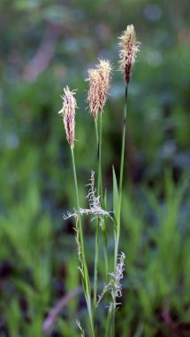 Kıllı sazlar (Carex pilosa) ormanda yetişir.