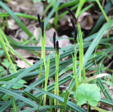 Kıllı sazlar (Carex pilosa) ormanda yetişir.