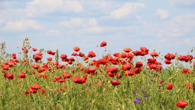 Wild poppy (Papaver rhoeas) blooms in summer clipart