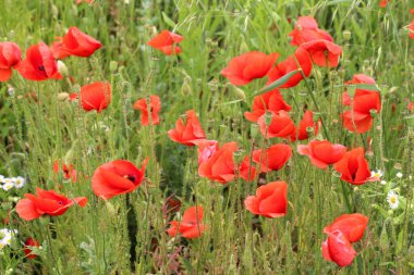 Vahşi gelincik (Papaver rhoeas) yazın çiçek açar