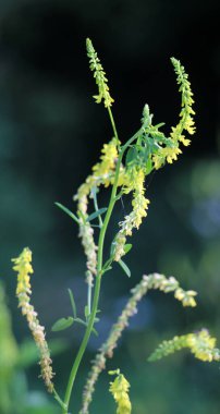 Melilot sarısı, tırtıklı melilot (Melilotus officinalis) yazın vahşi doğada açar.