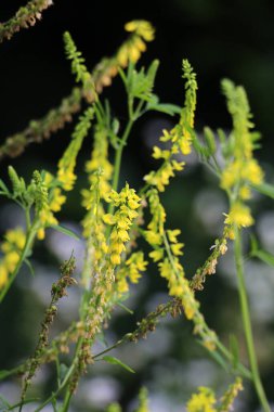 Melilot sarısı, tırtıklı melilot (Melilotus officinalis) yazın vahşi doğada açar.