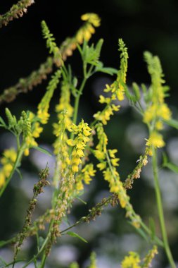 Melilot yellow, ribbed melilot (Melilotus officinalis) blooms in the wild in summer clipart