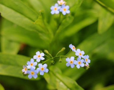 Unutma beni (Myosotis) yazın vahşi doğada yetişir.