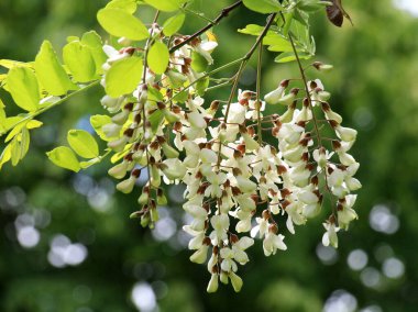 Baharda, beyaz akasya (Robinia psödoacia) vahşi doğada çiçek açar.