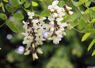 Baharda, beyaz akasya (Robinia psödoacia) vahşi doğada çiçek açar.