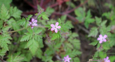 Robert 'ın sardunyası (Geranium robertianum) vahşi doğada yetişir. 