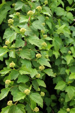 Baharda, süs çalı Physocarpus opulifolius doğada yetişir.