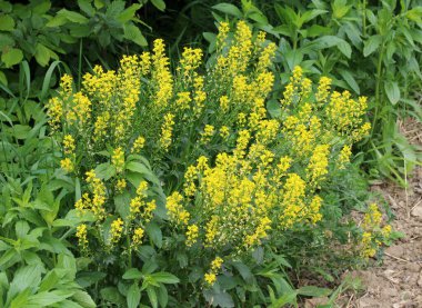 Yabani şalgam (Barbarea vulgaris) otlar arasında doğada çiçek açar.