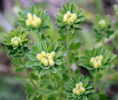 In the spring Chamaecytisus blooms in the wild