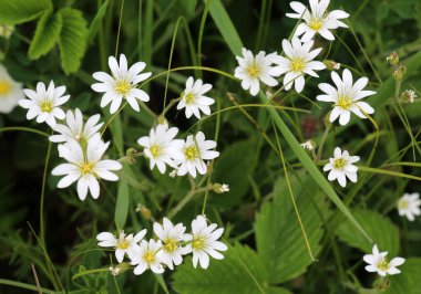 Vahşi ormanda bahar, Stellaria holostea çiçeğini açar.
