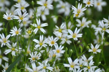 Vahşi ormanda bahar, Stellaria holostea çiçeğini açar.