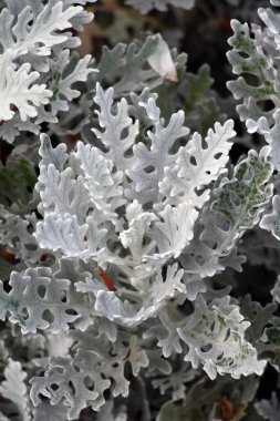Süslü bir bitki olarak, bahçelerde Cineraria maritima yetişir..