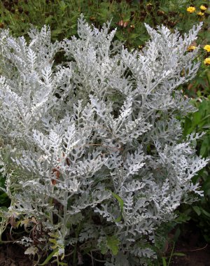 Süslü bir bitki olarak, bahçelerde Cineraria maritima yetişir..