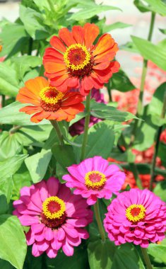 Colorful zinnias (Majors) are blooming in a flower bed in the garden clipart