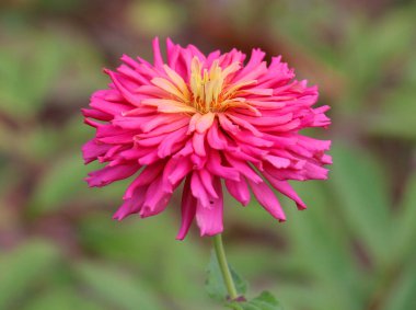 Colorful zinnias (Majors) are blooming in a flower bed in the garden clipart