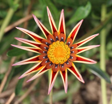 Gazania is blooming in the flower garden in the garden clipart