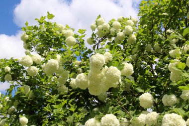 Süslü çalı viburnum opulus var. Steril çiçek doğada beyazdır.