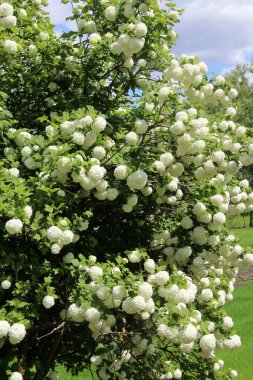 The flowers of the ornamental bush viburnum opulus var. Sterile bloom white in nature clipart