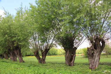 Old willow trees adorn the rural landscape clipart