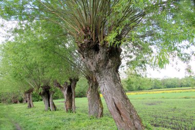 Yaşlı söğüt ağaçları kırsal araziyi süslüyor.