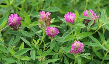 In the meadow, among the wild grasses blooms clover middle  (Trifolium medium) 