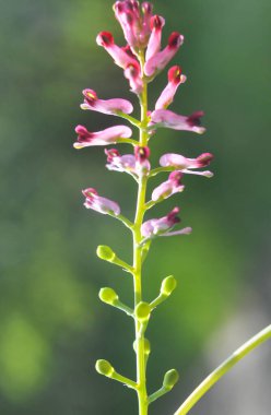 Fumaria officinalis blooms in nature in spring clipart