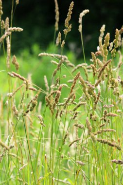 Dactylis glomerata doğada yetişir.
