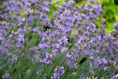 Çiçeklerin üzerinde lavanta çalıları açıyor