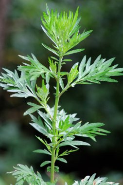 Wormwood (Artemisia vulgaris) doğada büyür.