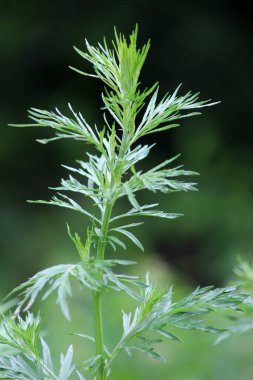 Wormwood (Artemisia vulgaris) doğada büyür.
