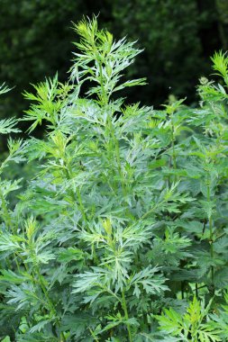 Wormwood (Artemisia vulgaris) doğada büyür.