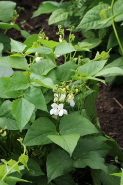 Genel fasulye (Fhaseolus vulgaris) bahçede açık alanda çiçek açar