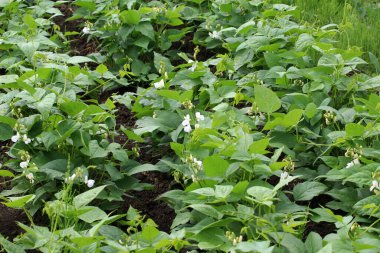 Genel fasulye (Fhaseolus vulgaris) bahçede açık alanda çiçek açar